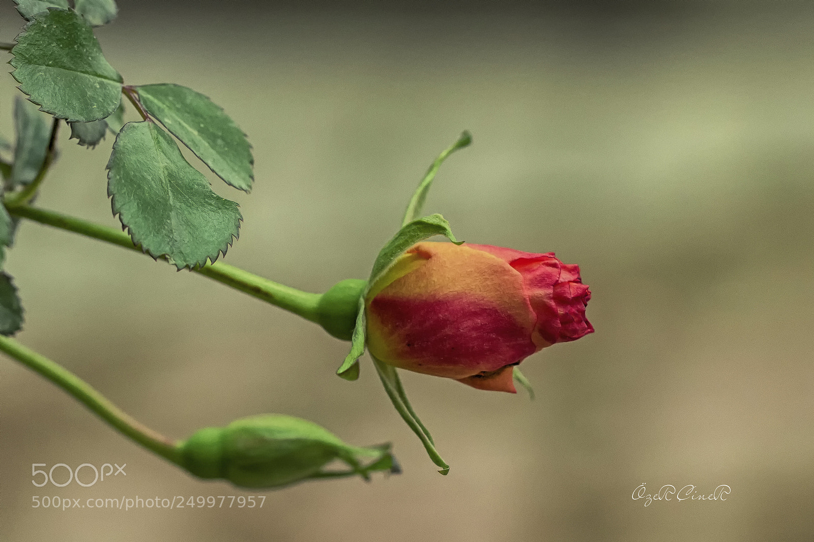 Canon EOS 7D sample photo. Beauty in nature photography