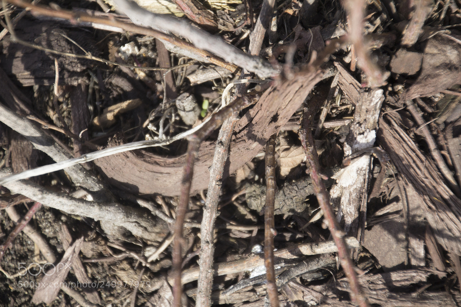 Canon EOS 1200D (EOS Rebel T5 / EOS Kiss X70 / EOS Hi) sample photo. Woodchips closeup. photography