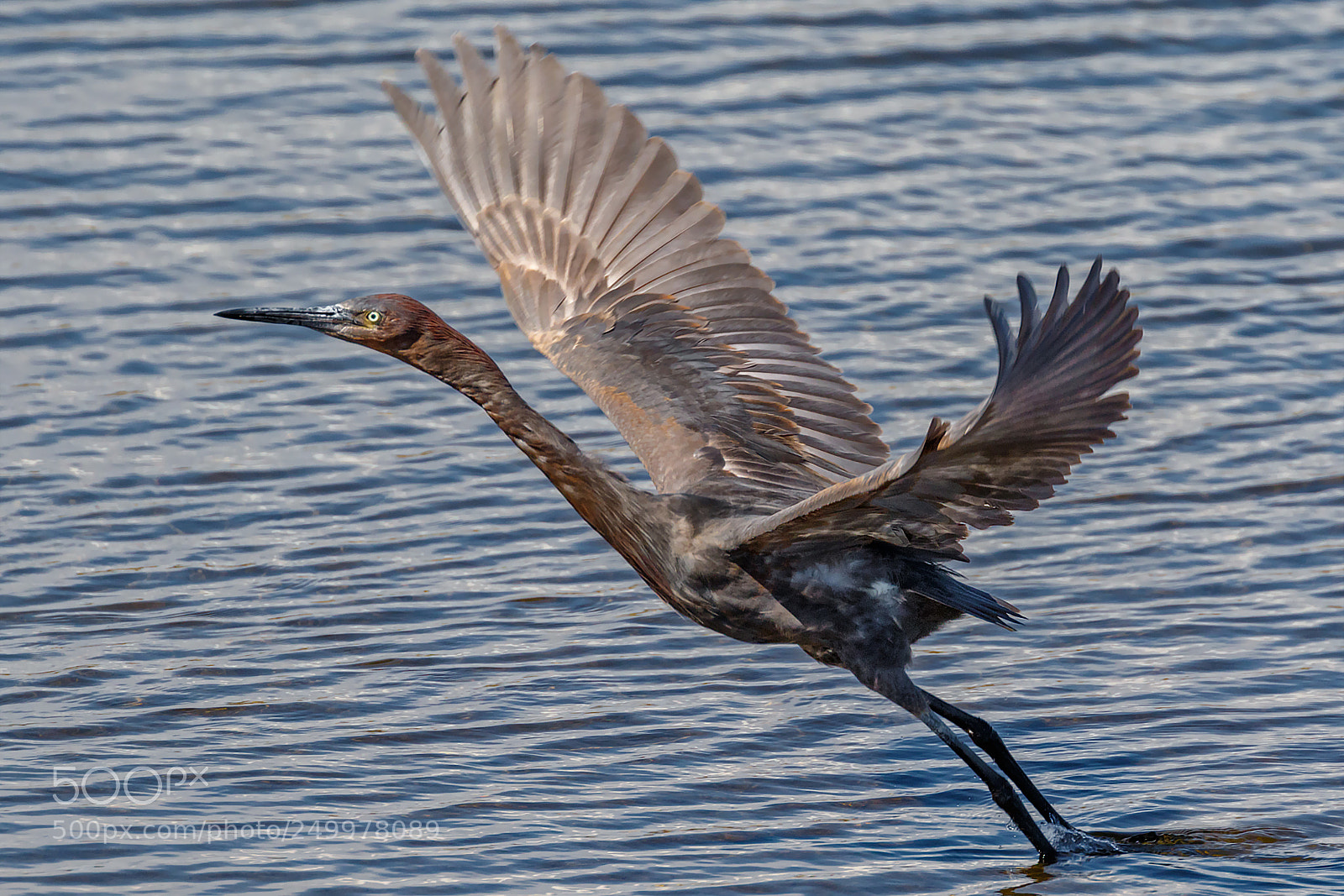 Canon EOS 7D Mark II sample photo. Beginning of the flight photography