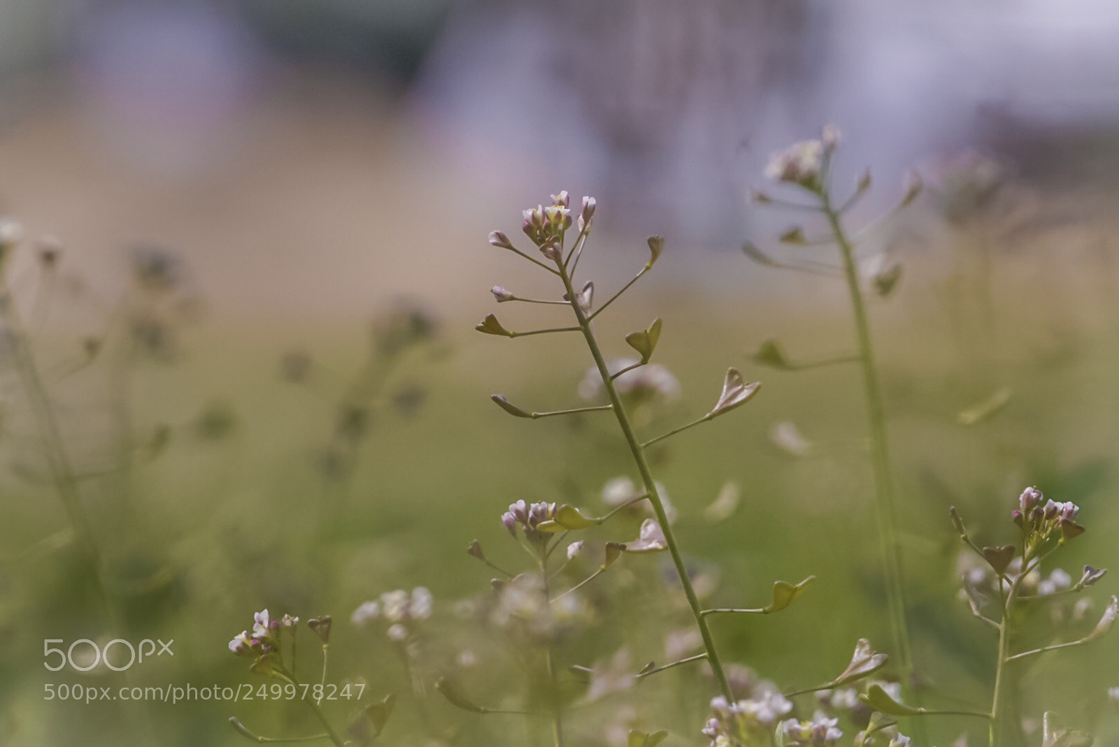 Sony a6000 sample photo. Untitled photography