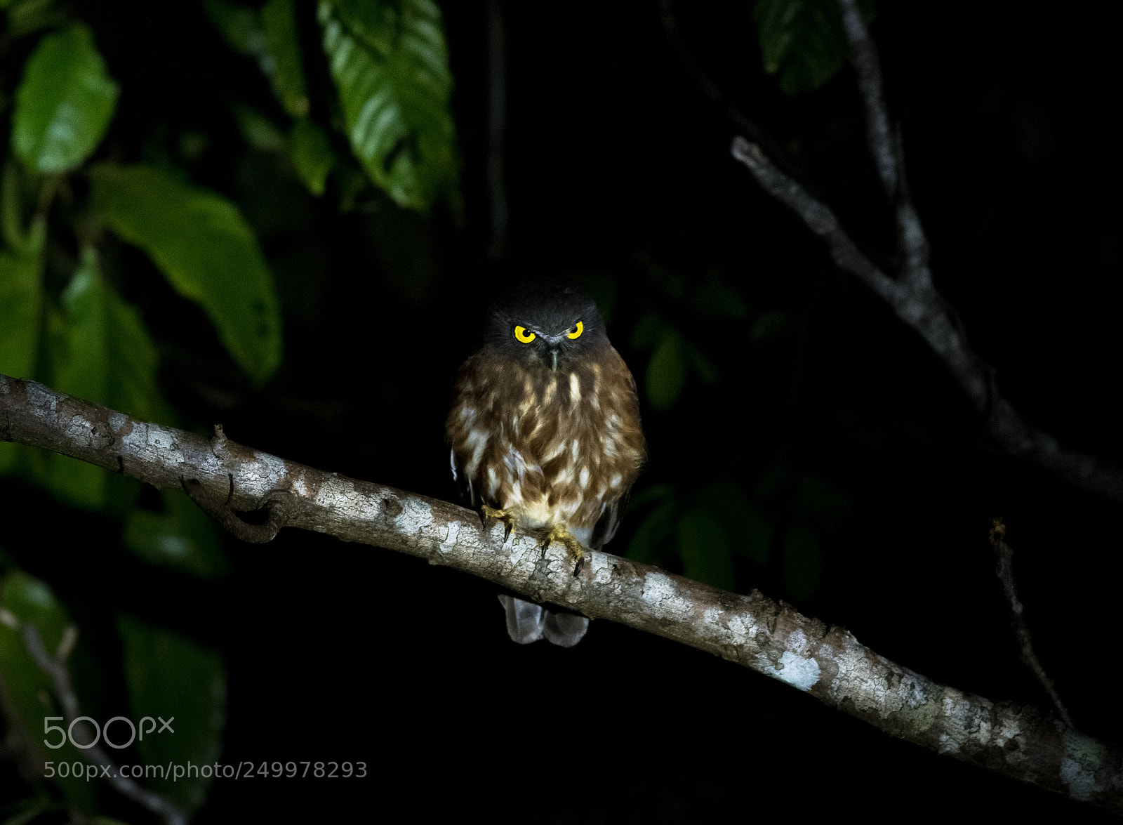Nikon D500 sample photo. Andaman hawk-owl photography