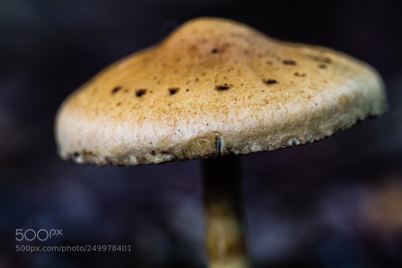 Canon EOS 60D sample photo. Mushroom photography