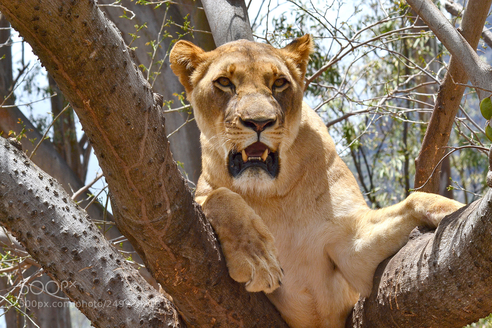 Nikon D3100 sample photo. Lioness on a big photography
