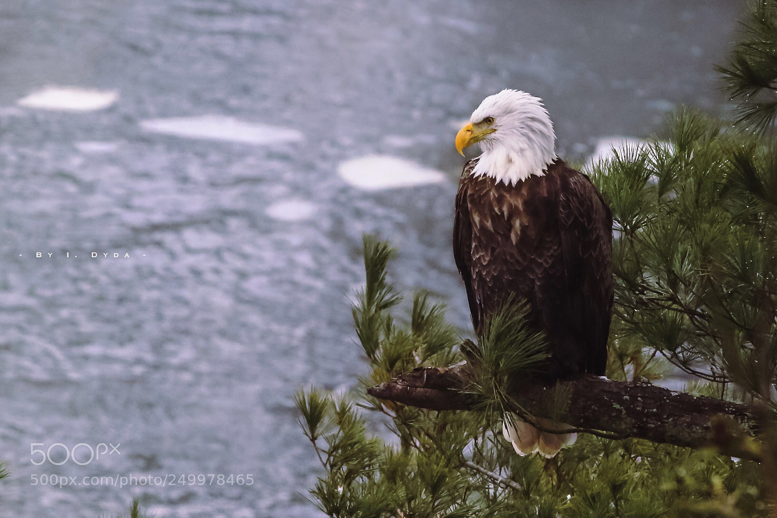 Canon EOS 70D sample photo. Bold eagle photography