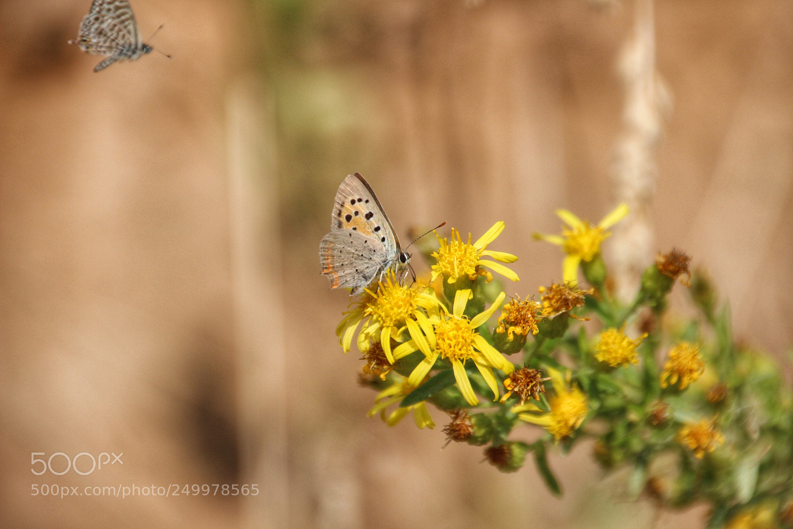 Canon EOS 700D (EOS Rebel T5i / EOS Kiss X7i) sample photo. Untitled photography