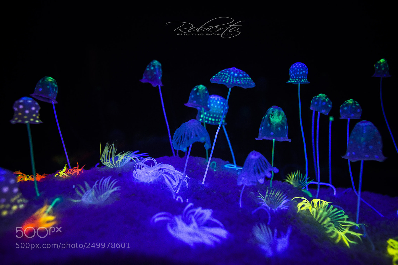 Nikon D4 sample photo. Jellyfish photography
