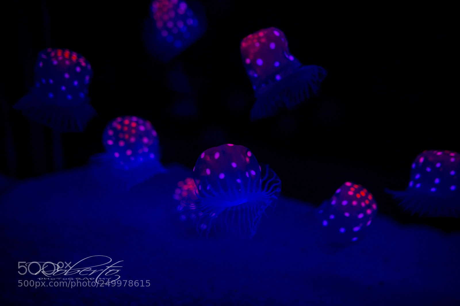 Nikon D4 sample photo. Jellyfish photography