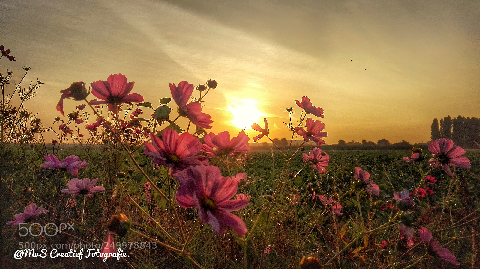 HUAWEI P8 Lite sample photo. ()springtime photography