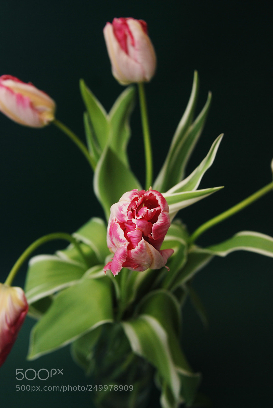 Nikon D80 sample photo. Beautiful pink and yellow photography