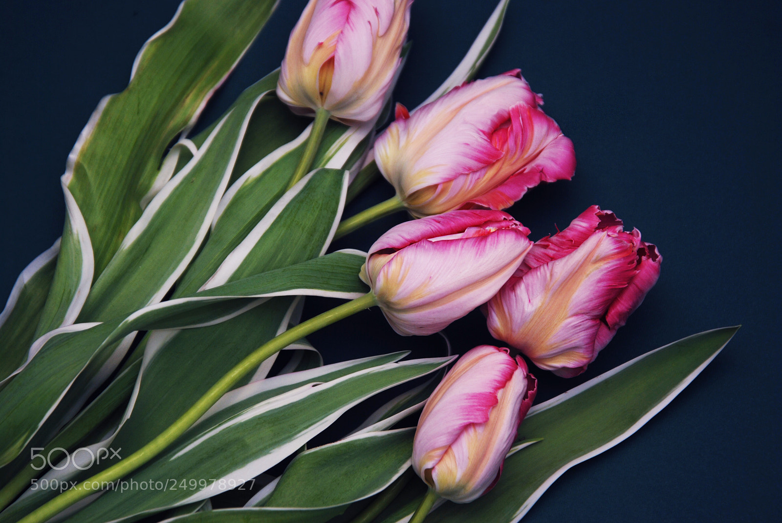 Nikon D80 sample photo. Pink spring parrot tulip photography