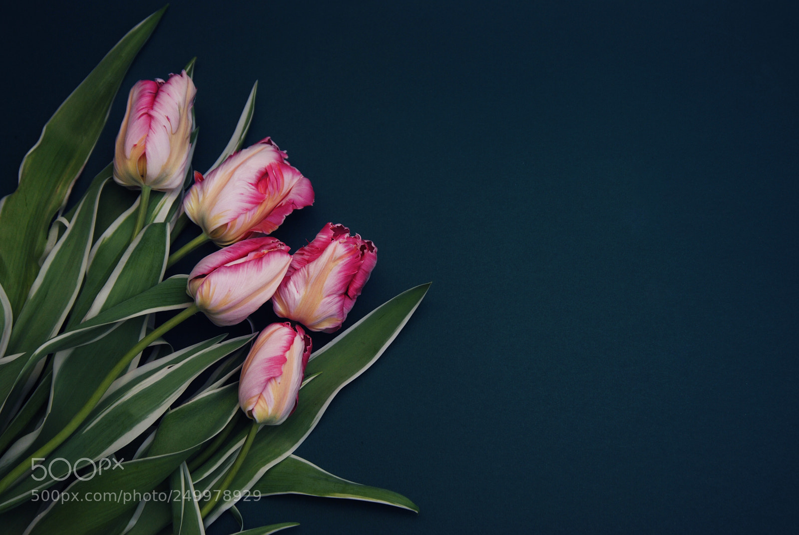Nikon D80 sample photo. Pink spring parrot tulip photography