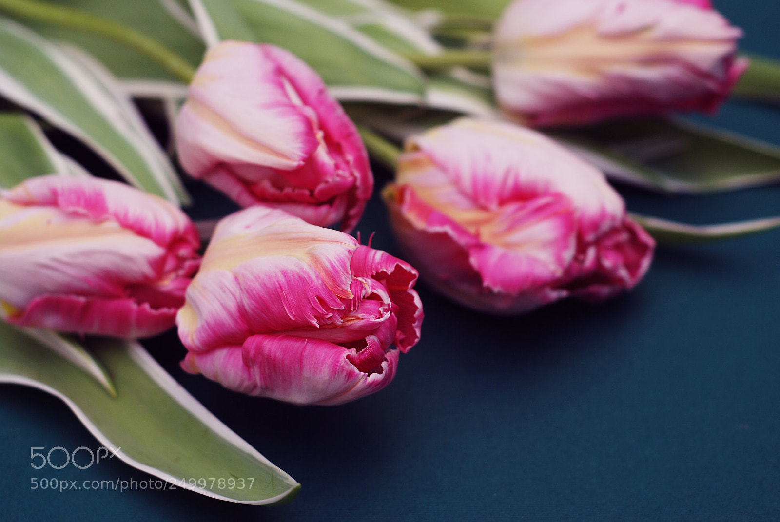 Nikon D80 sample photo. Pink spring parrot tulip photography