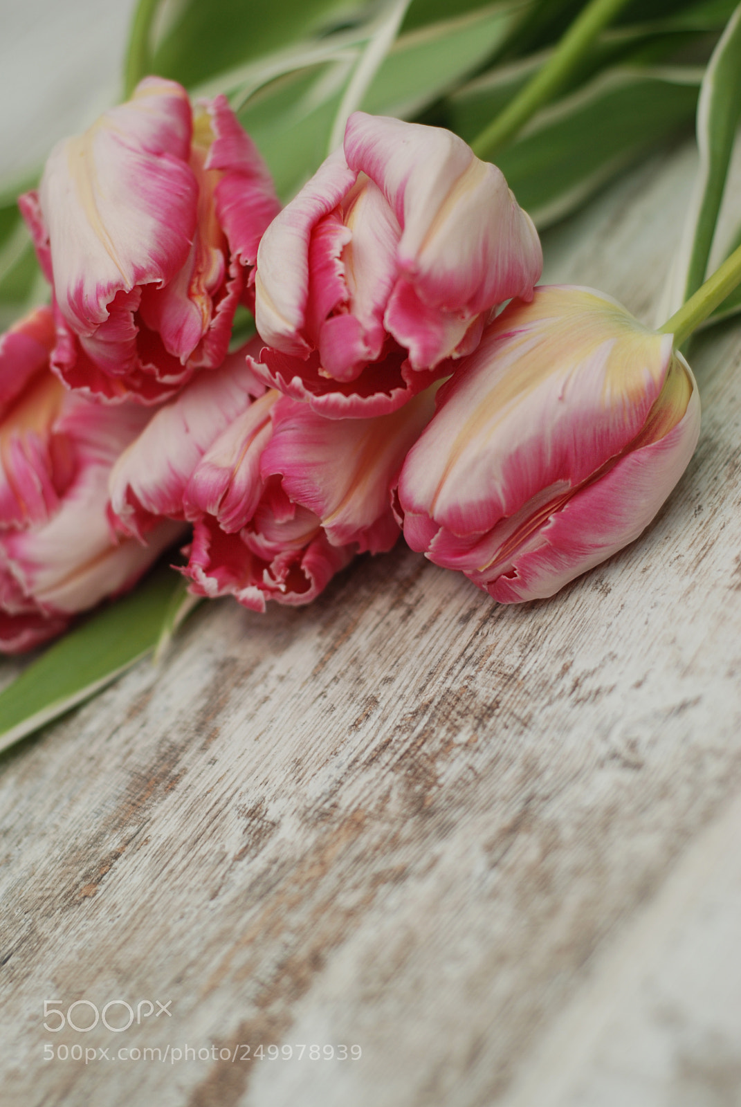 Nikon D80 sample photo. Close up of pink photography