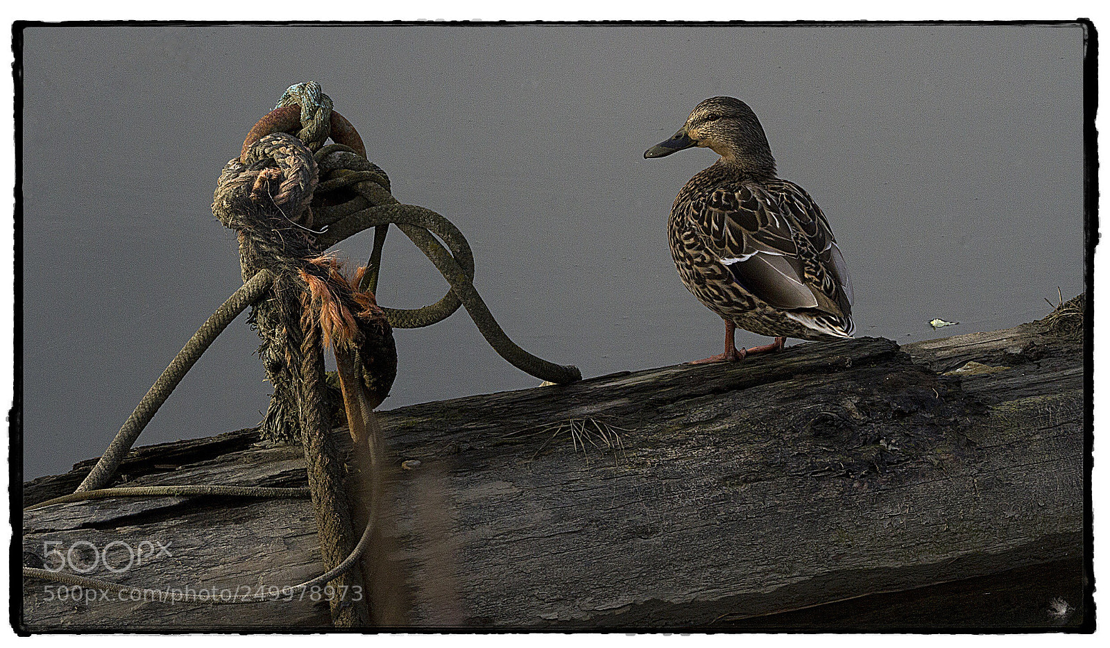 Canon EOS 7D sample photo. Mallard and boat ropes.  photography