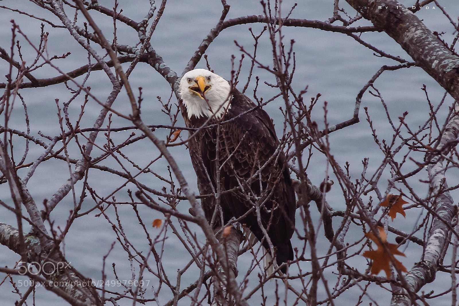 Canon EOS 70D sample photo. Bald eagle photography