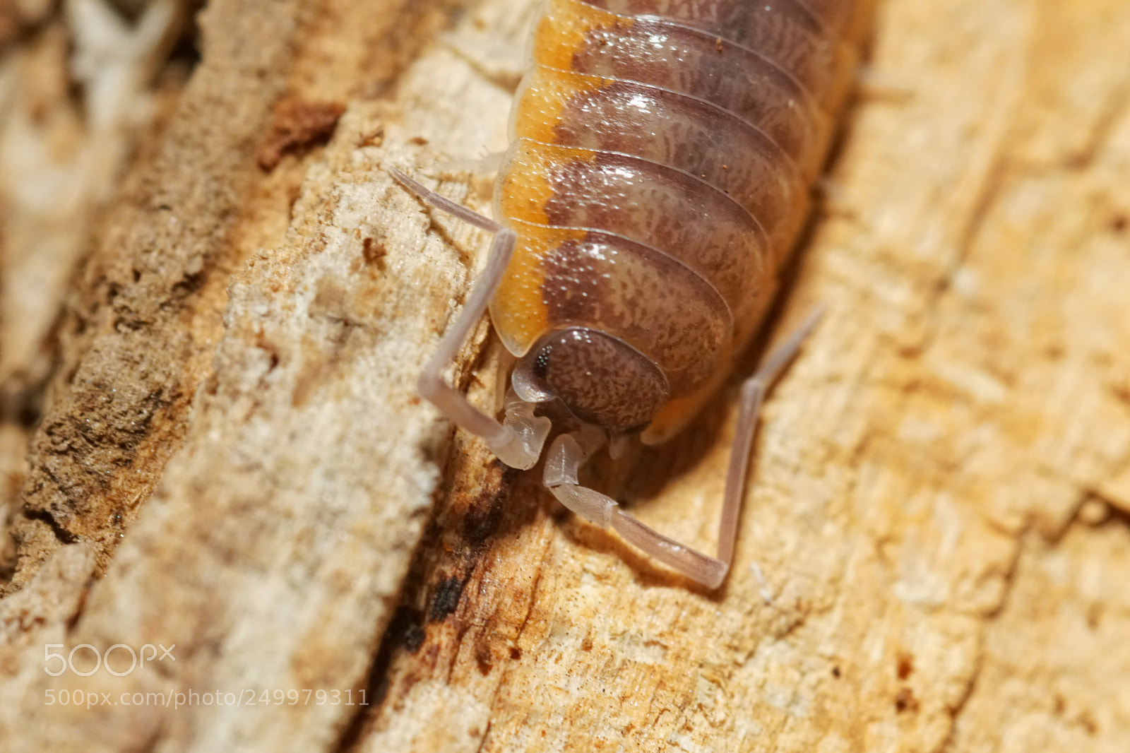 Sony a6300 sample photo. Porcellio sp. morocco photography