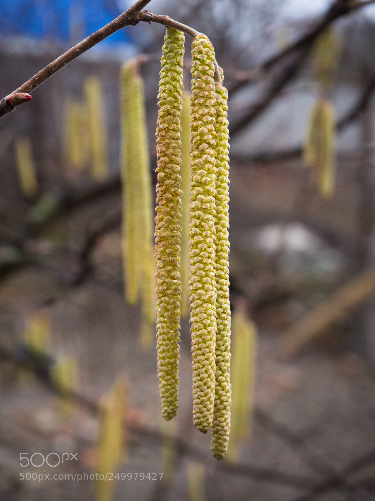 Olympus OM-D E-M10 II sample photo. Flowering hazelnut tree photography