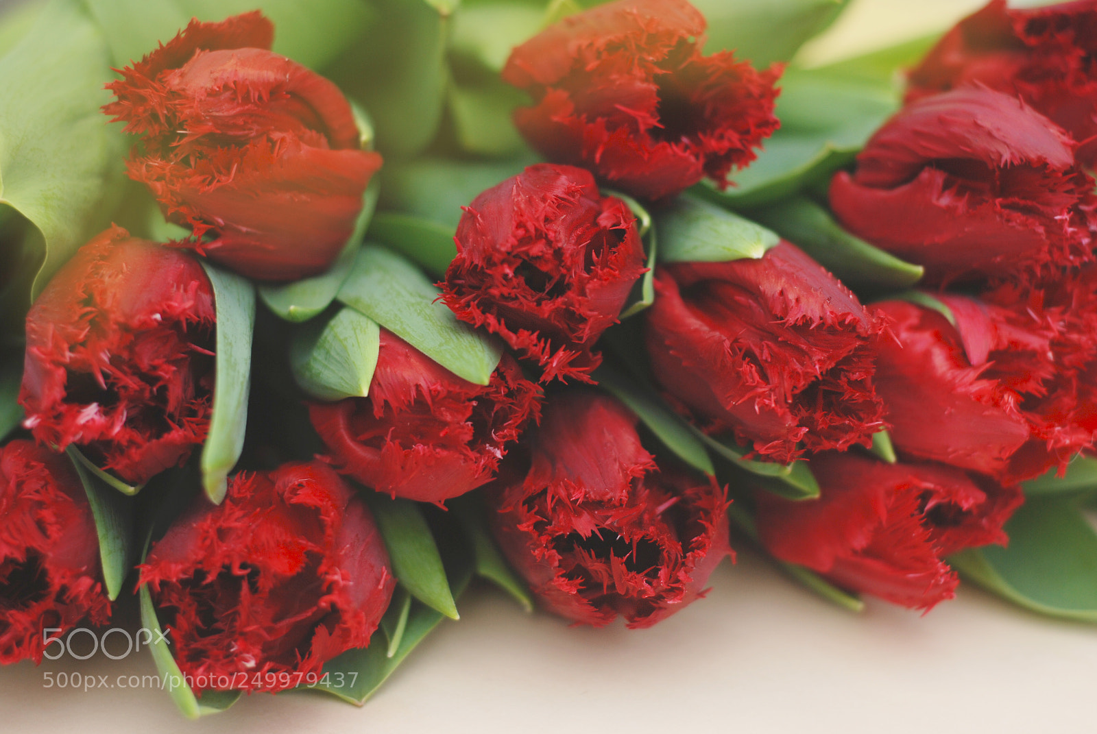 Nikon D80 sample photo. Spring red tulip on photography