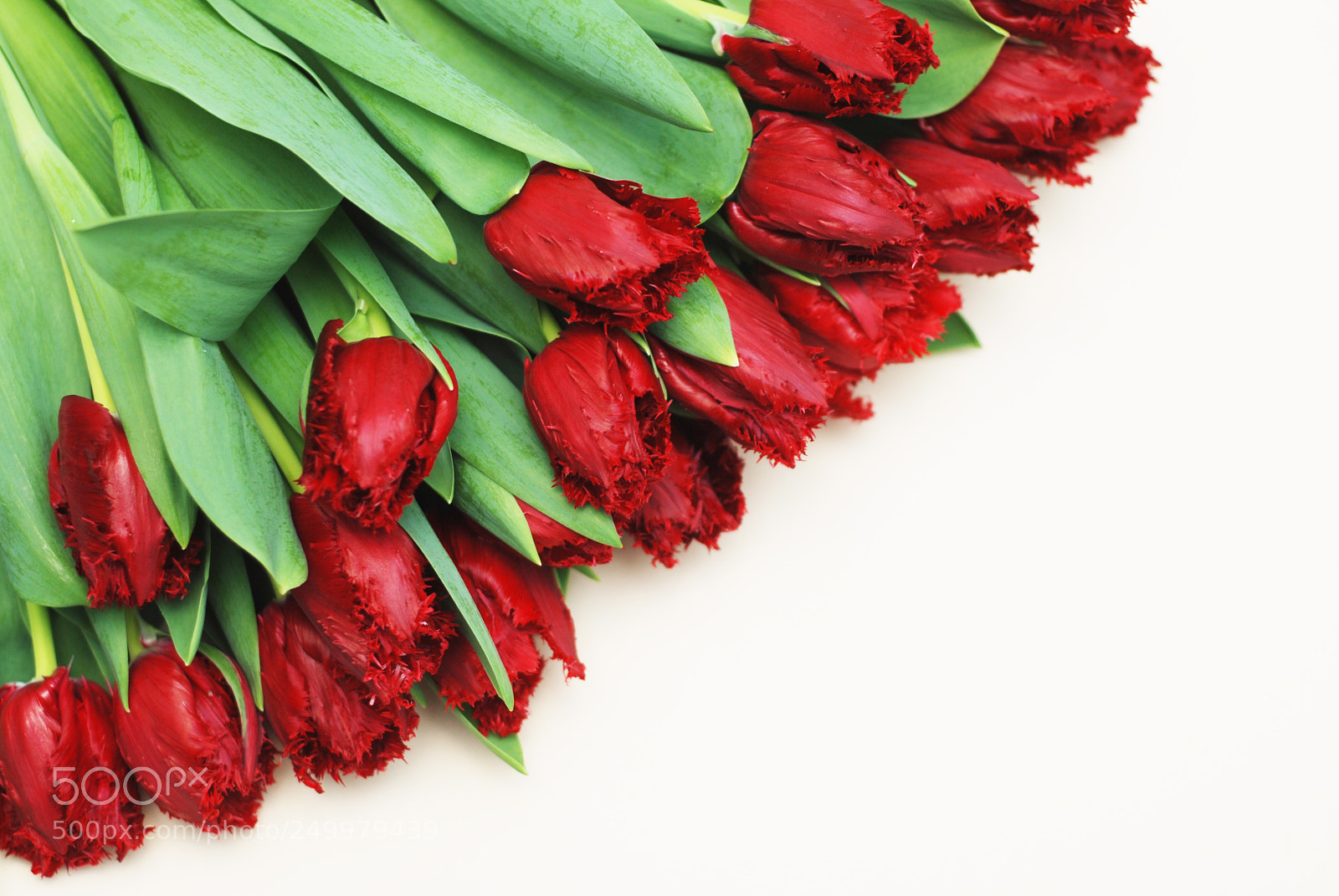 Nikon D80 sample photo. Spring red tulip on photography