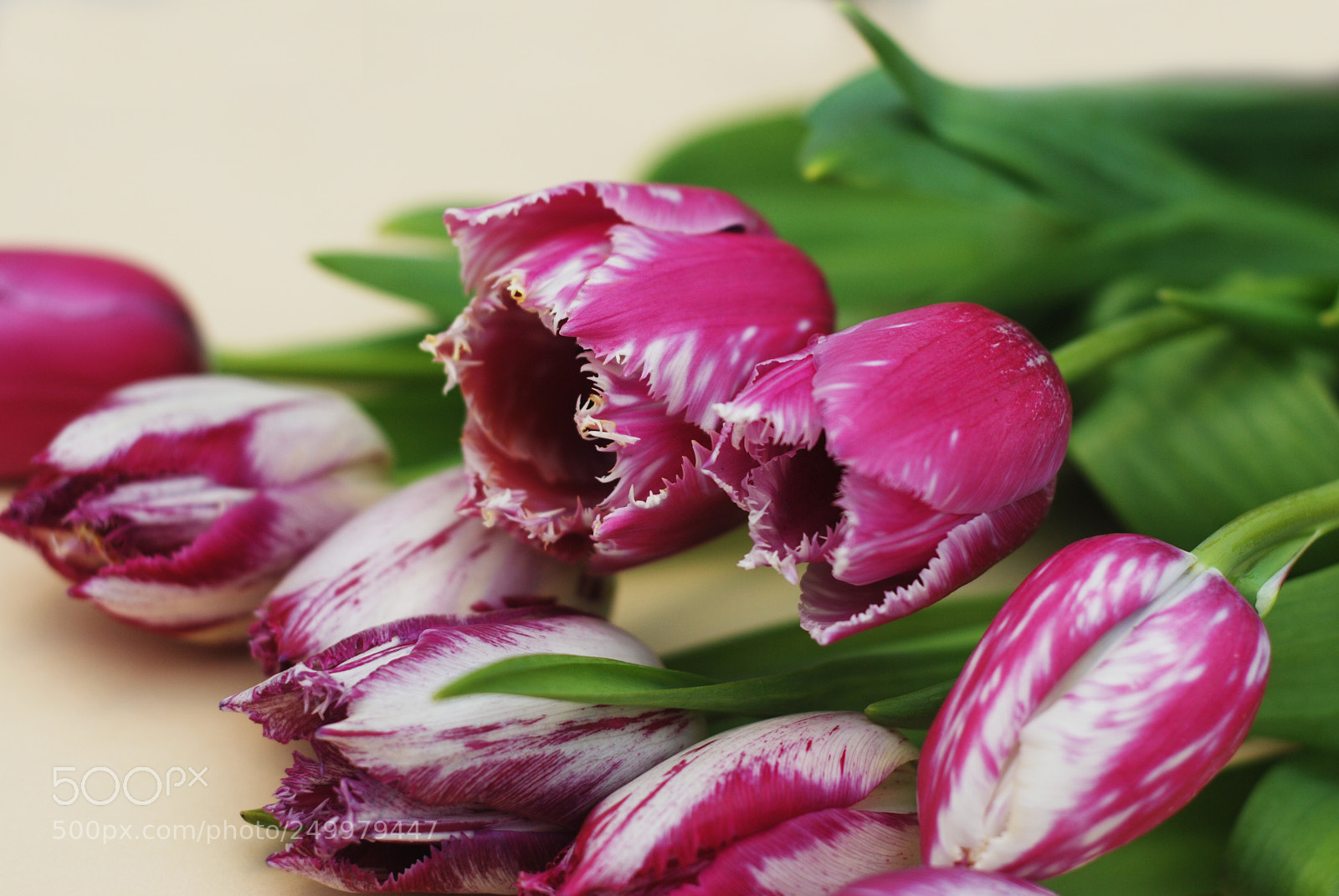 Nikon D80 sample photo. Close up pink spring photography