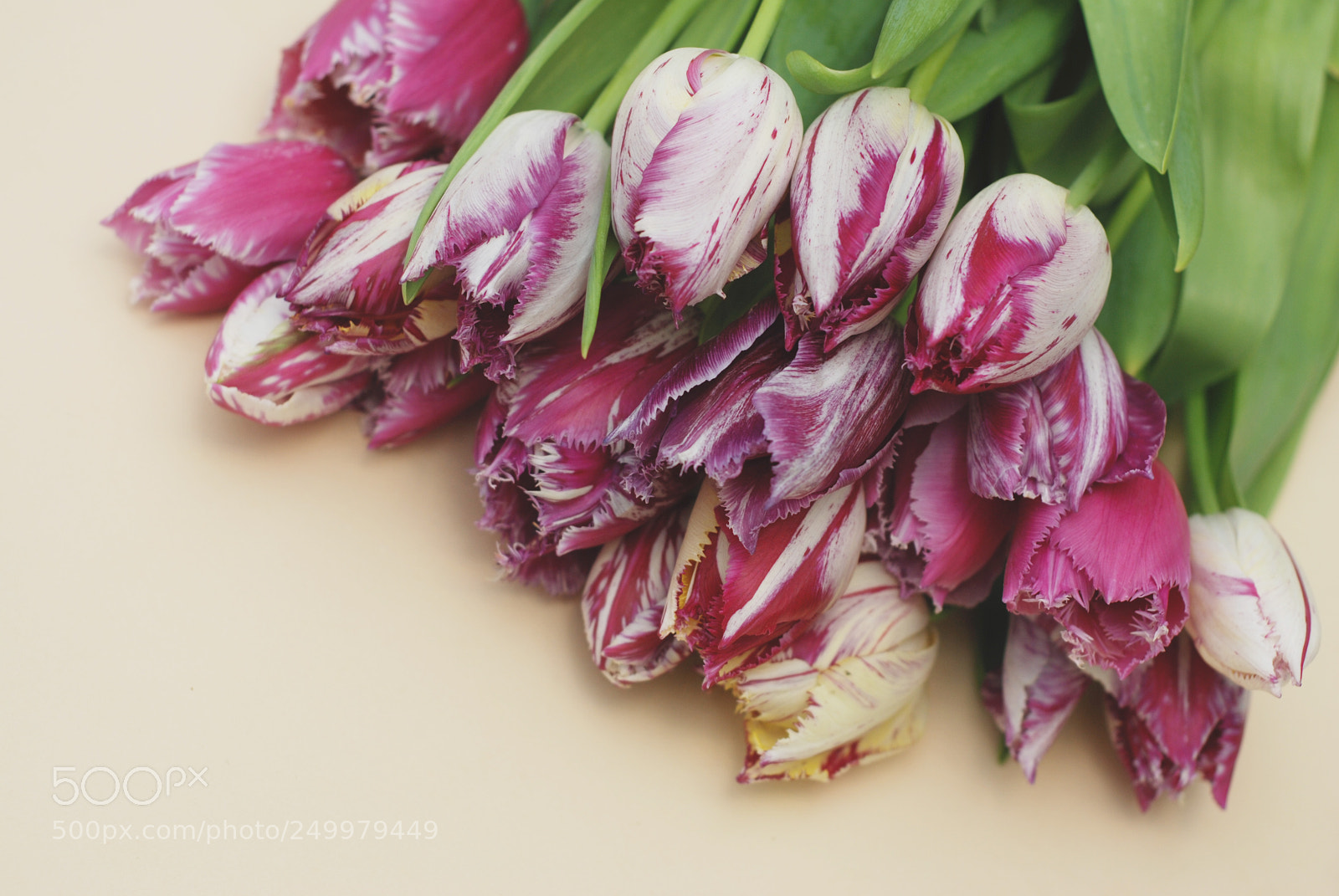 Nikon D80 sample photo. Pink spring tulip flower photography