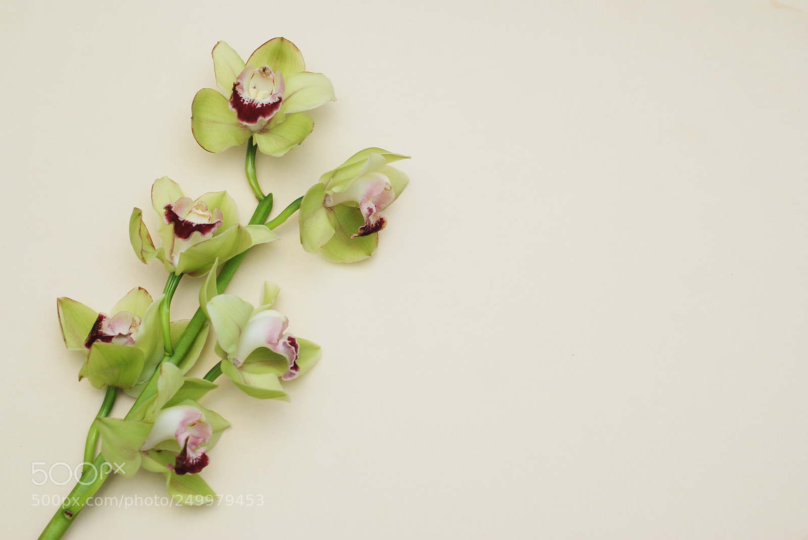 Nikon D80 sample photo. Green orchid flower isolated photography