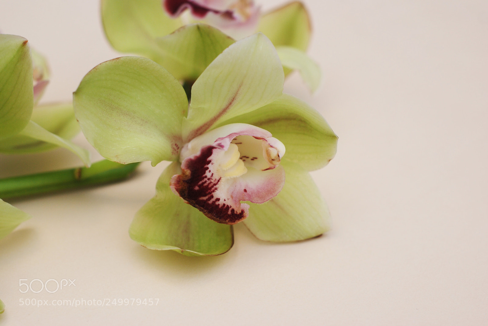 Nikon D80 sample photo. Green orchid flower isolated photography