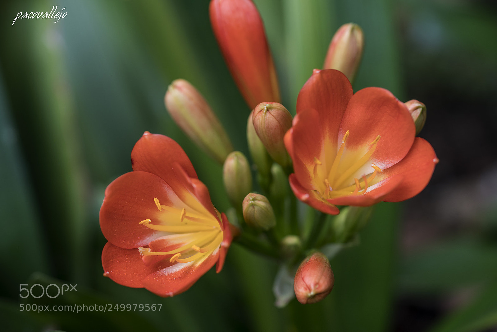 Sony a99 II sample photo. Flowers macro photography