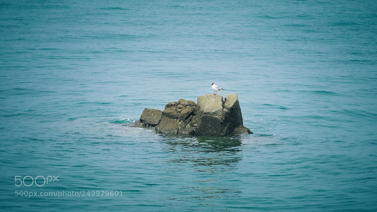 Sony a7 II sample photo. 海鸟 photography