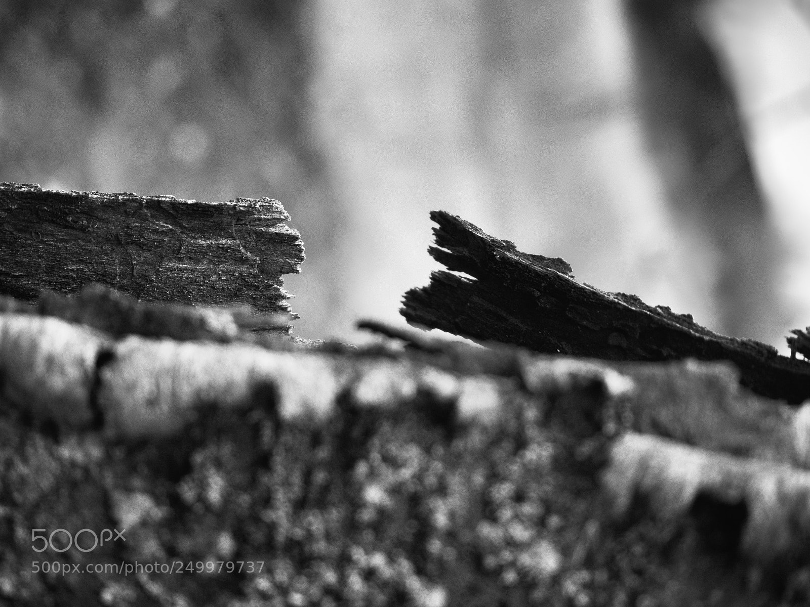 Olympus OM-D E-M10 II sample photo. Rupture in the wood photography