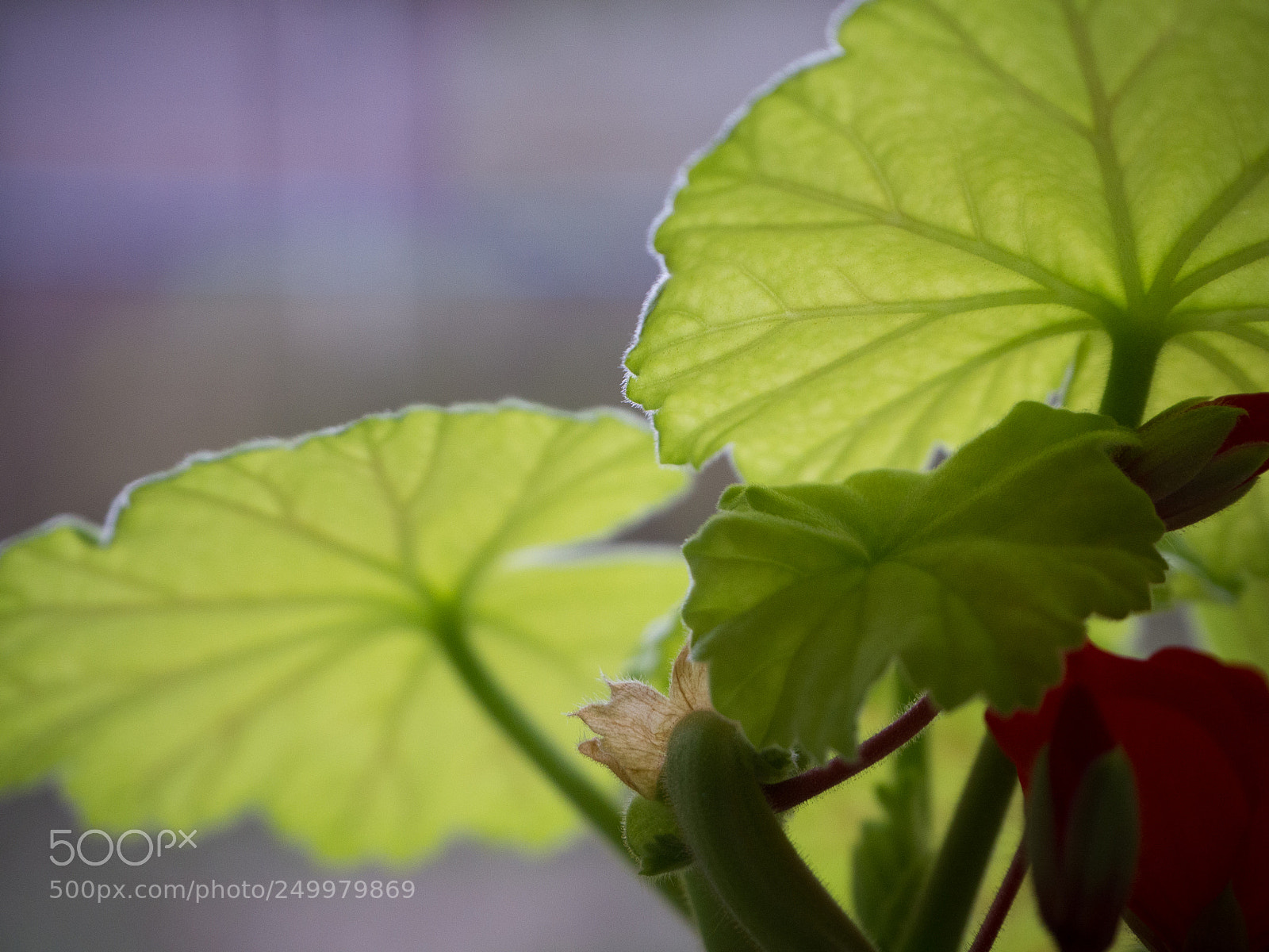 Olympus OM-D E-M10 II sample photo. Two leaves of green photography