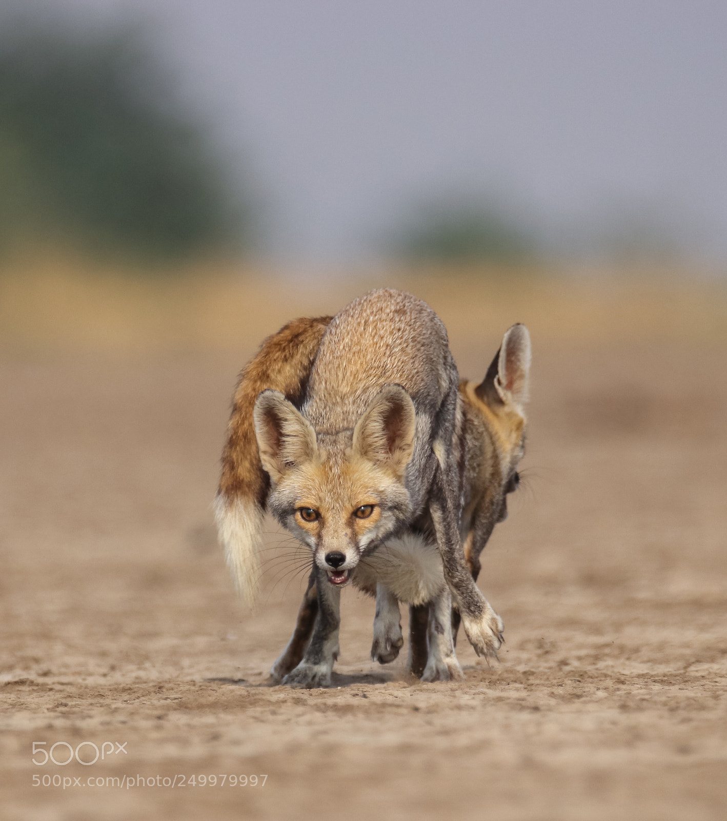 Canon EOS 77D (EOS 9000D / EOS 770D) sample photo. Desert fox pair photography