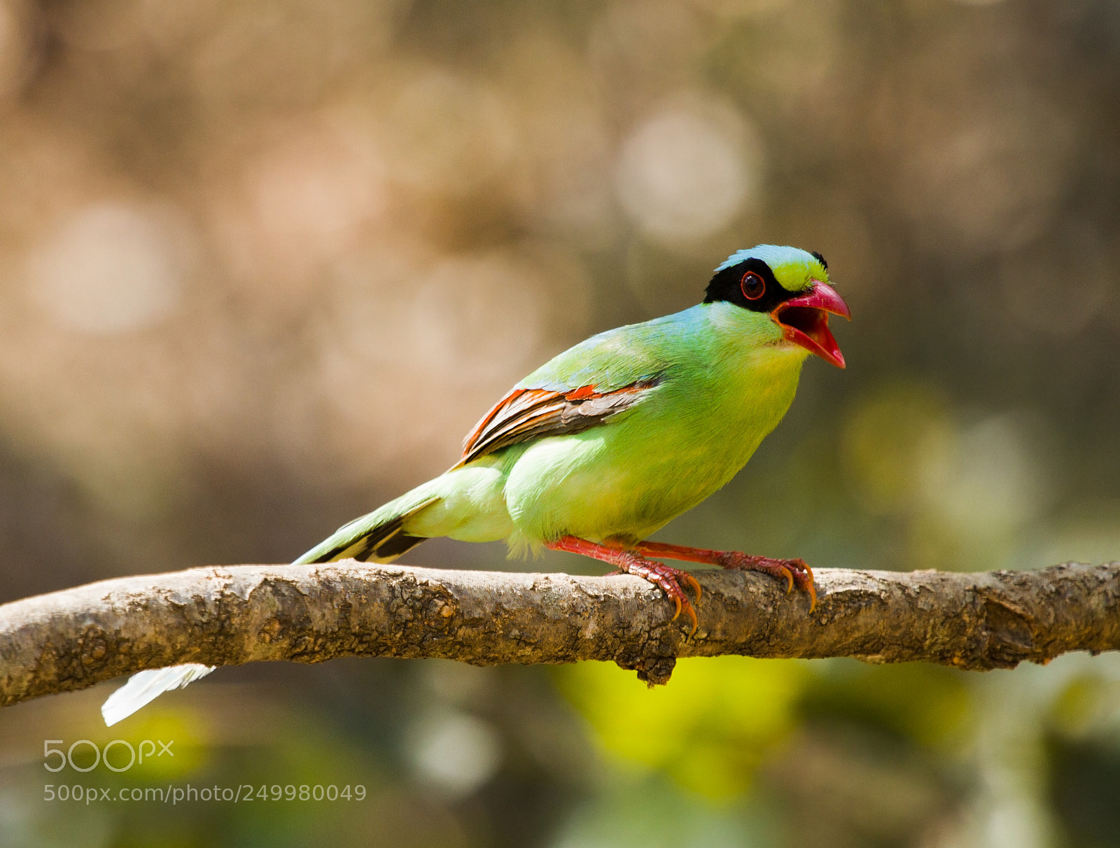 Canon EOS 7D sample photo. Commmon green magpie photography