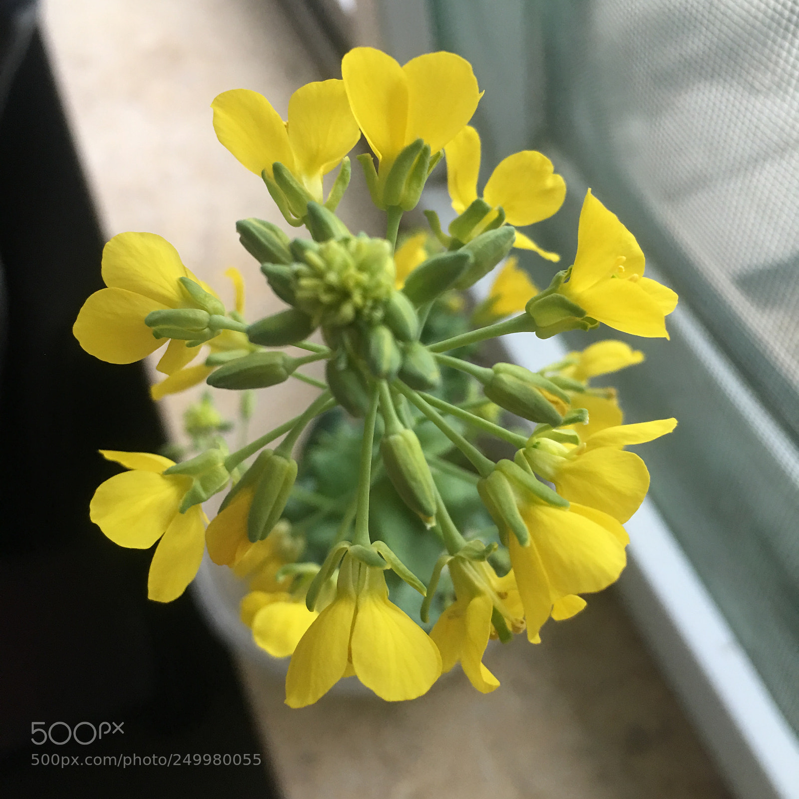 Apple iPhone 6s Plus sample photo. Flowers photography