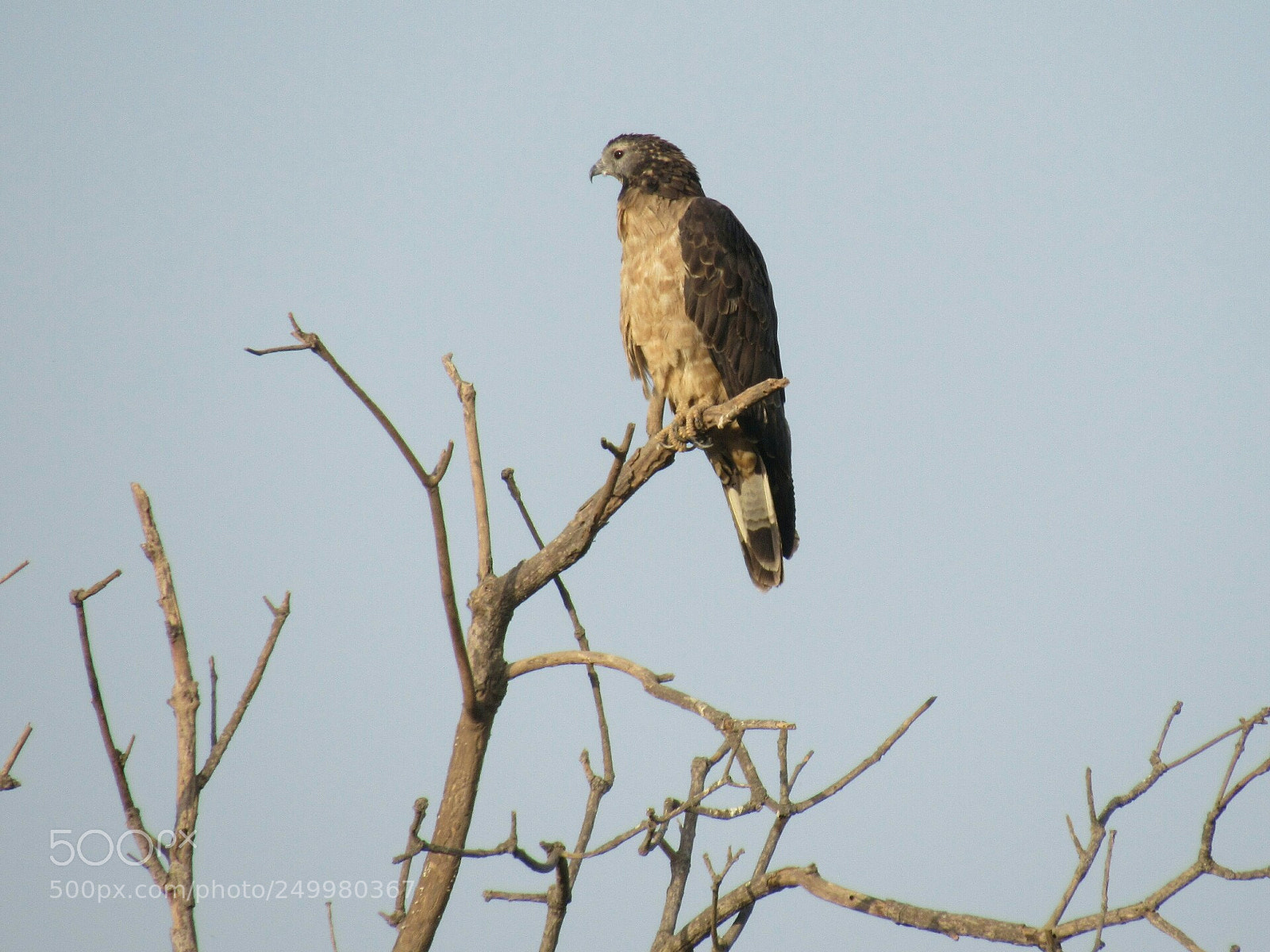 Canon PowerShot SX530 HS sample photo. Oriental honey buzzard photography