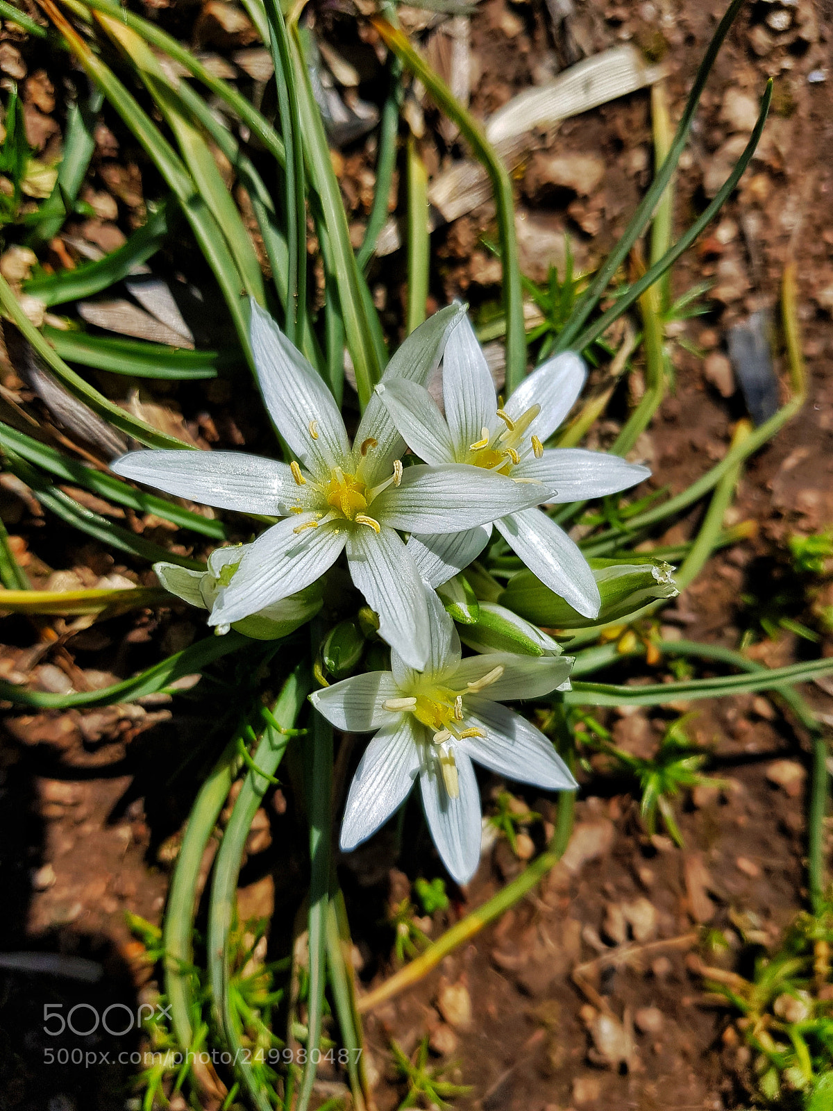 Samsung Galaxy S8 sample photo. Untitled photography