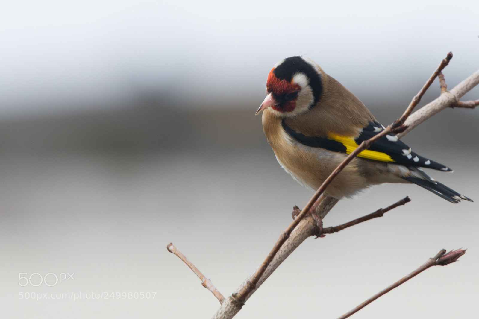 Nikon D7100 sample photo. Goldfinch returned from winter photography
