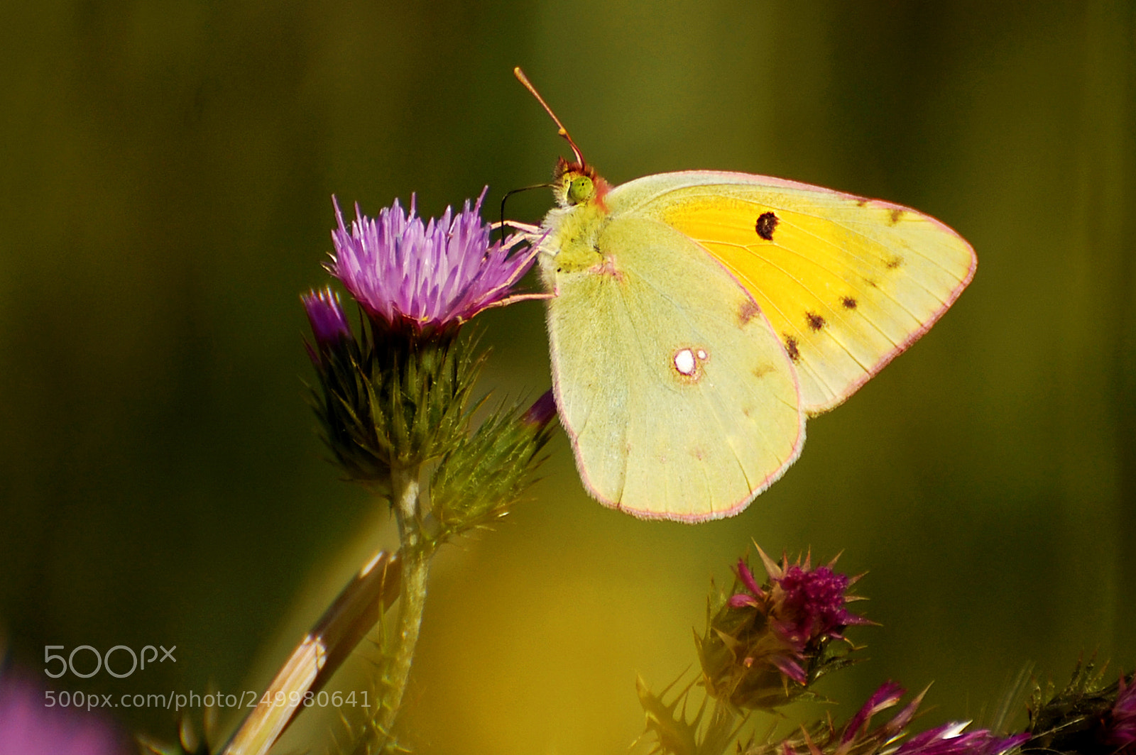 Nikon D40 sample photo. Yellow butterfly photography