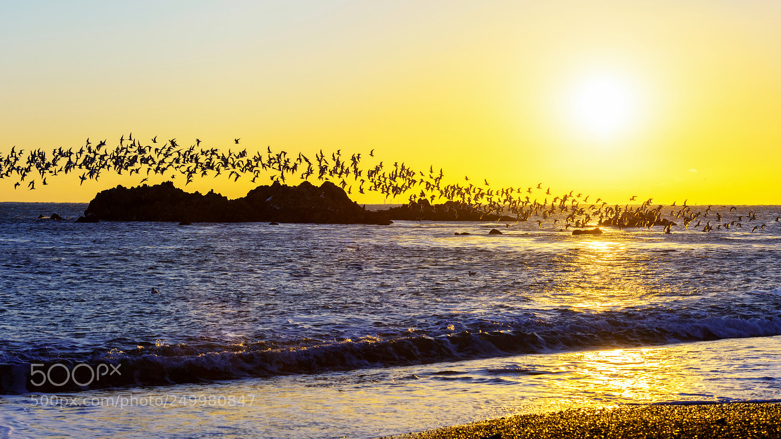 Nikon D810 sample photo. Fly a seagull photography