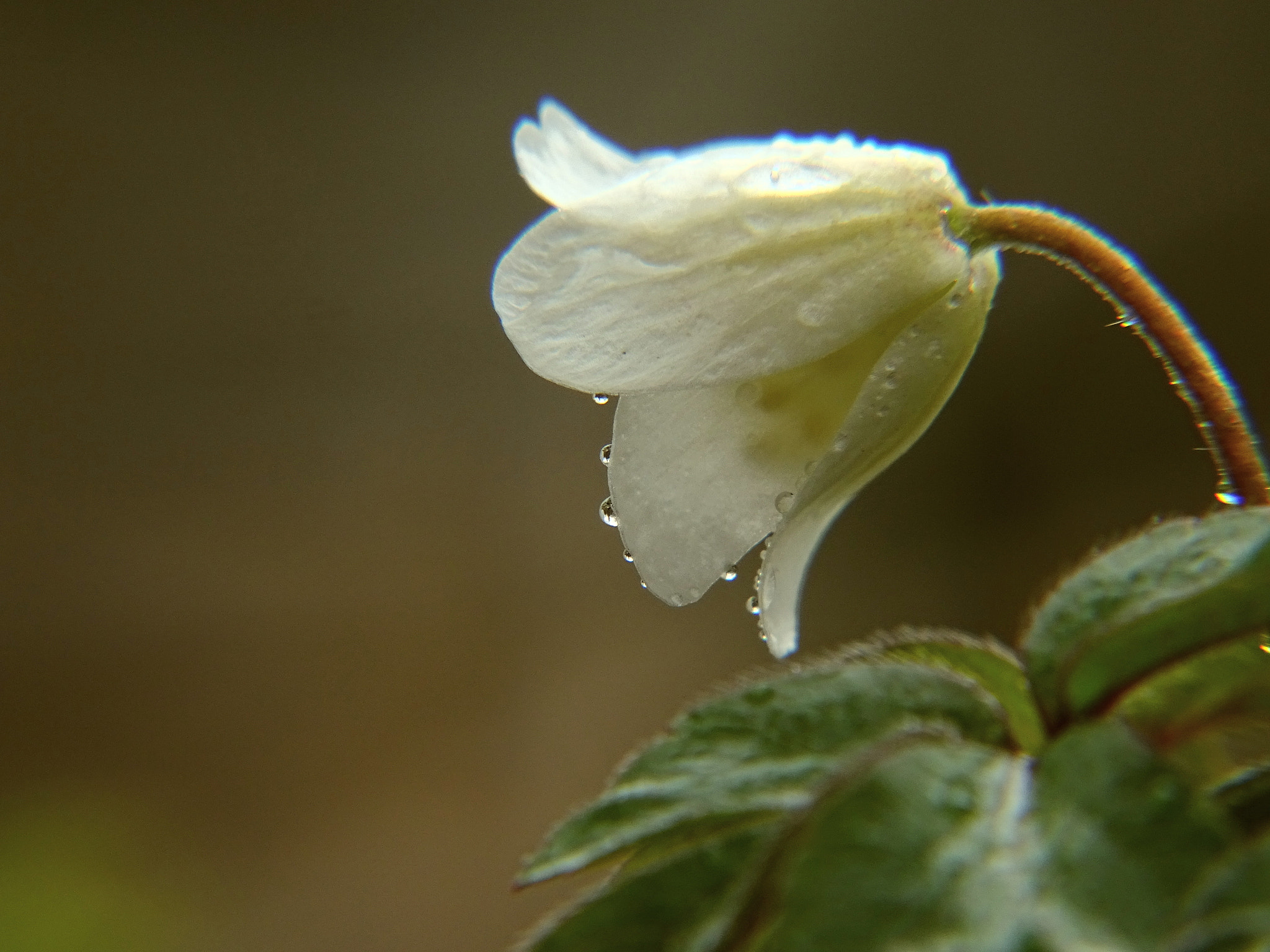 Minolta AF 80-200mm F2.8 HS-APO G sample photo. 44_2018.jpg photography