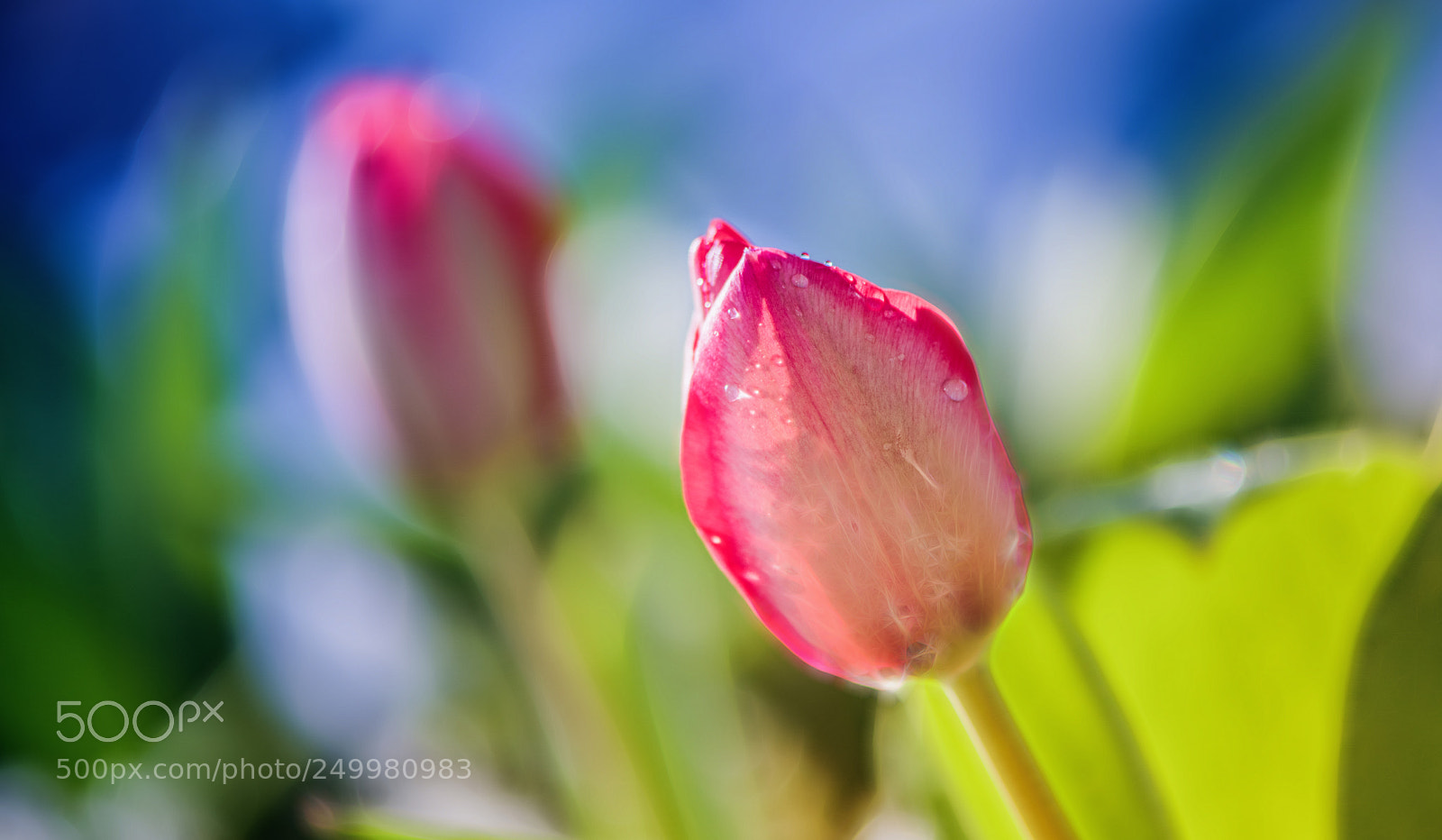 Nikon D850 sample photo. Spring contemplation photography