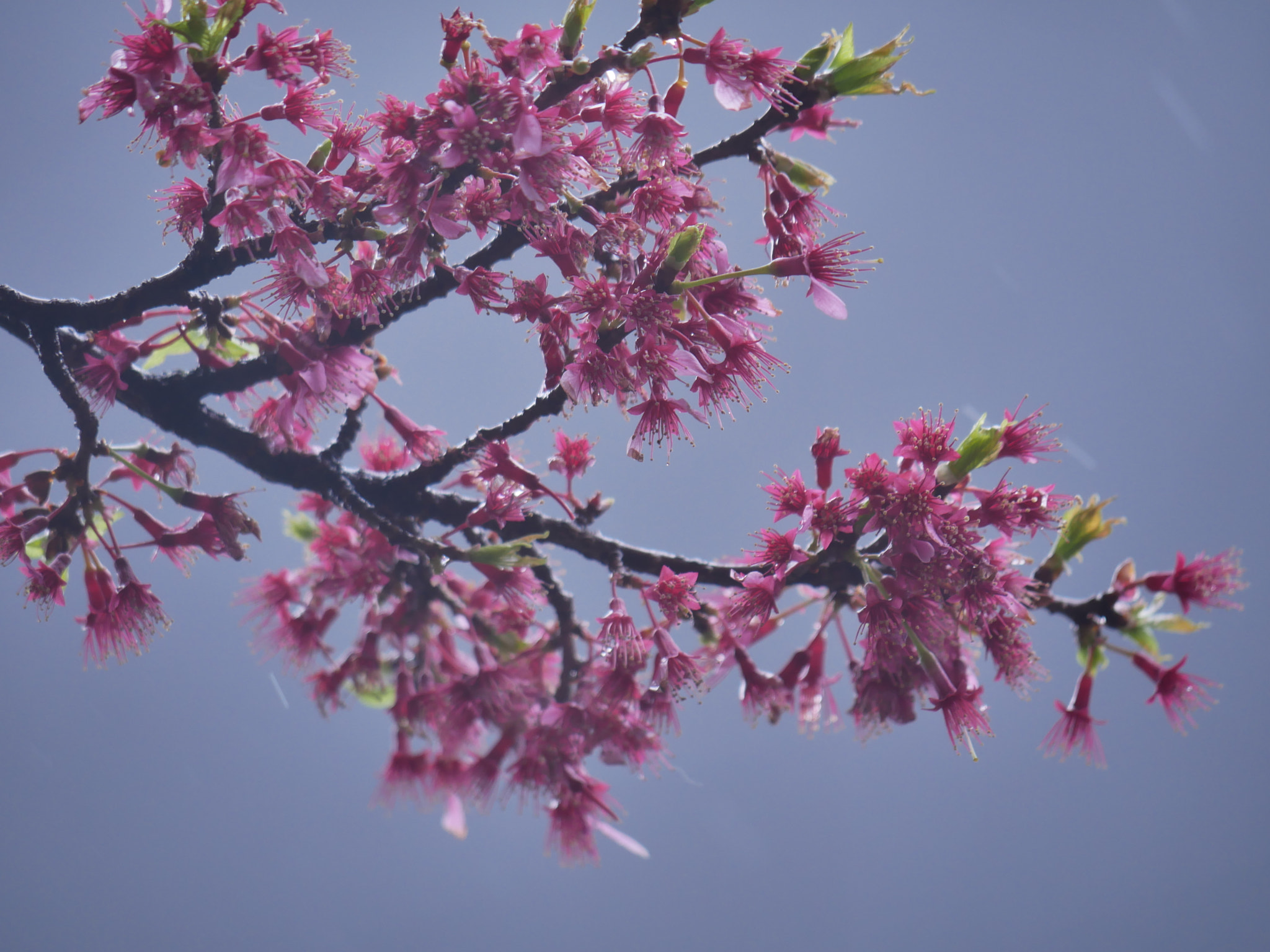 Panasonic DMC-G8 sample photo. 残花 photography