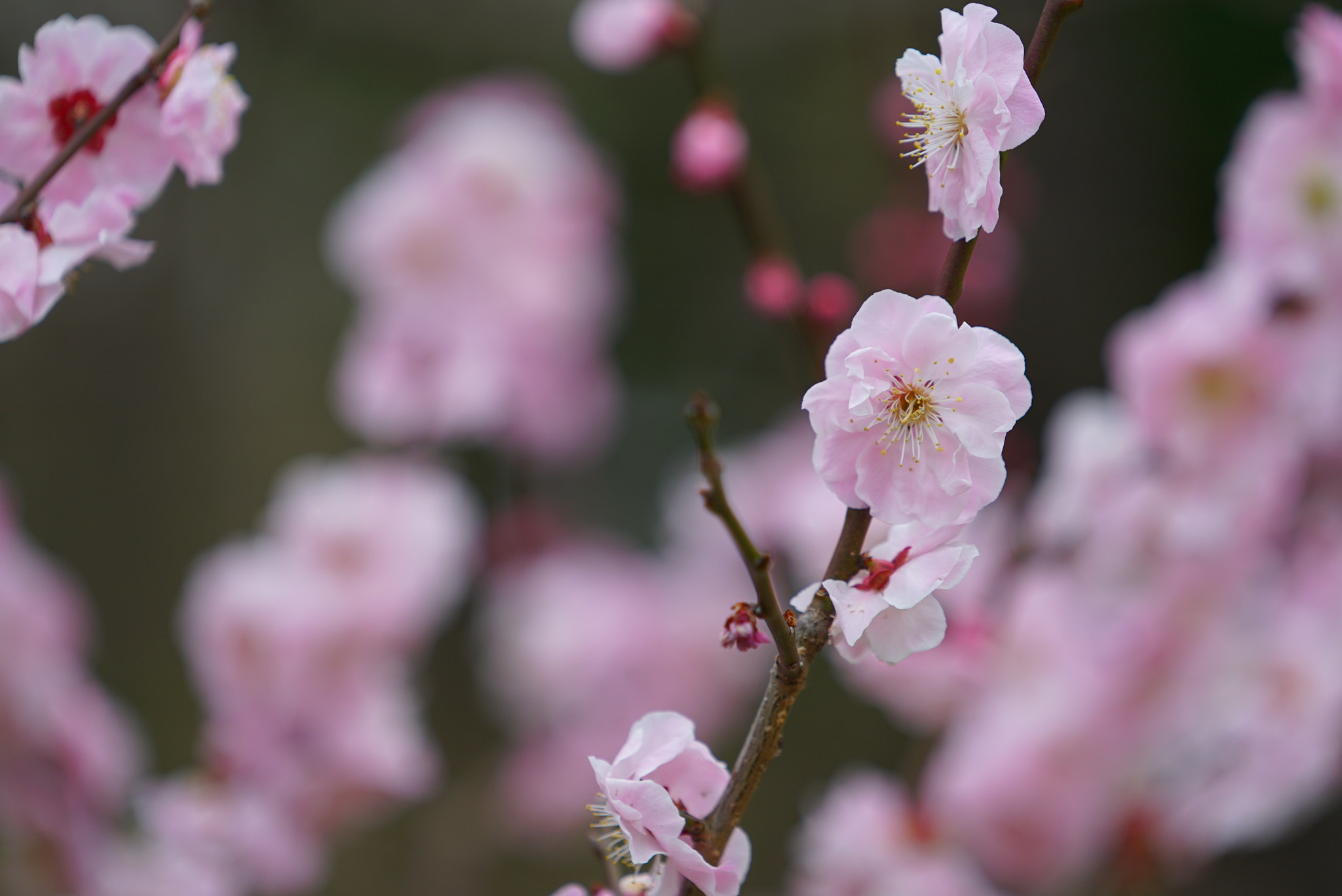 Sony a7S + Sony FE 70-200mm F4 G OSS sample photo. 春寒 photography