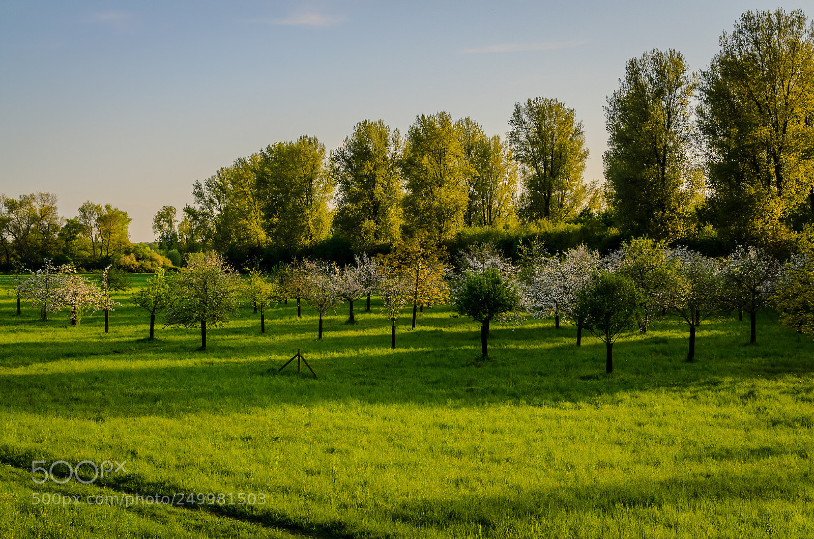 Nikon D7000 sample photo. Green with young apple photography