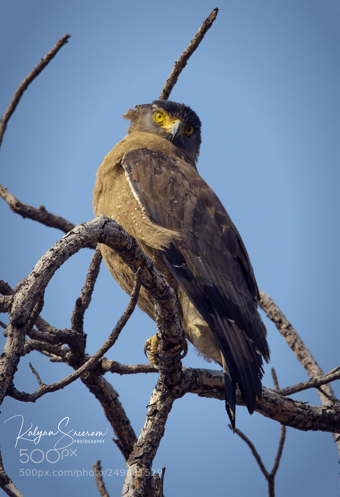 Canon EOS 7D Mark II sample photo. Predator... photography