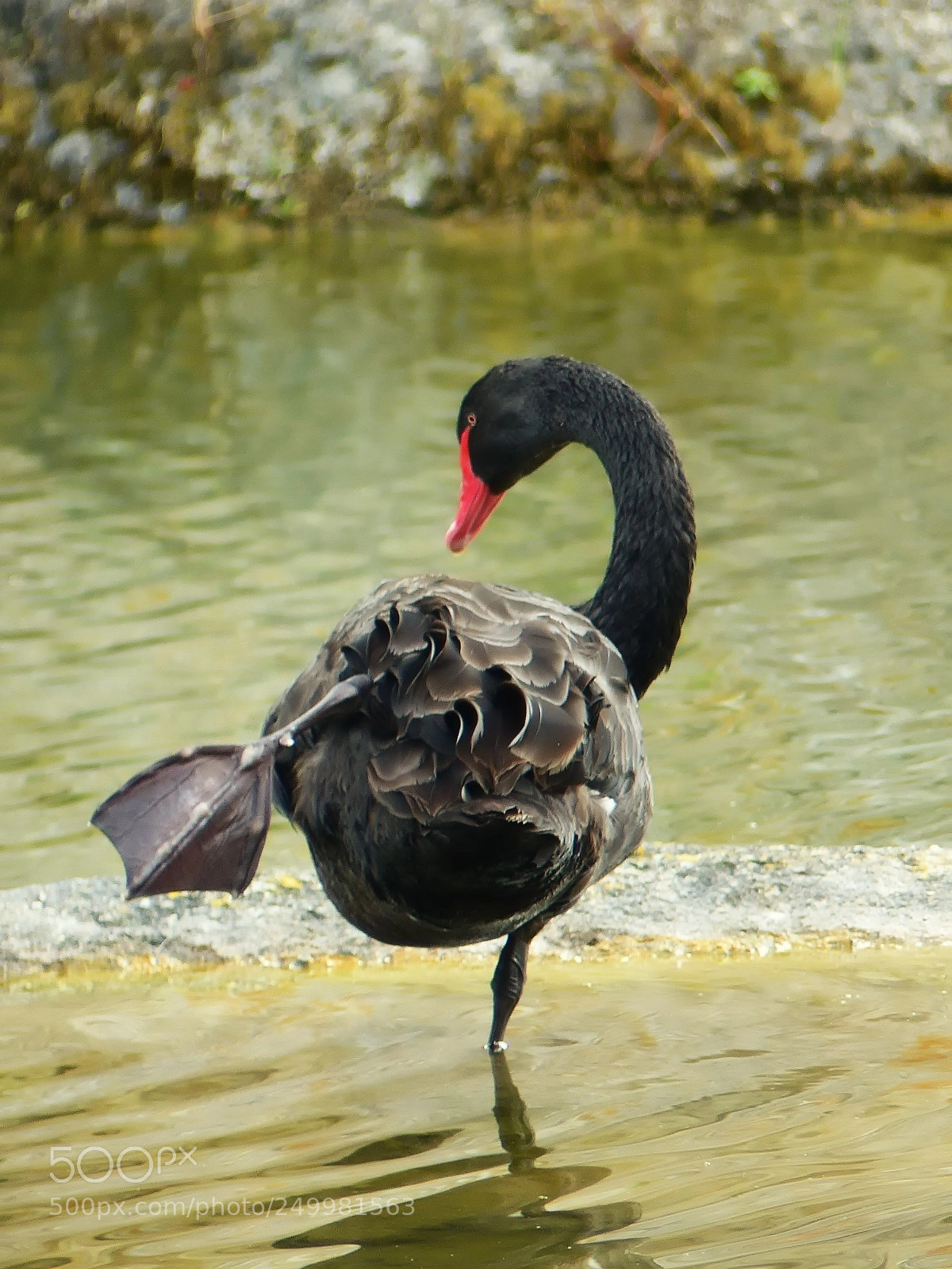 Panasonic Lumix DMC-FZ200 sample photo. Cygne noir photography