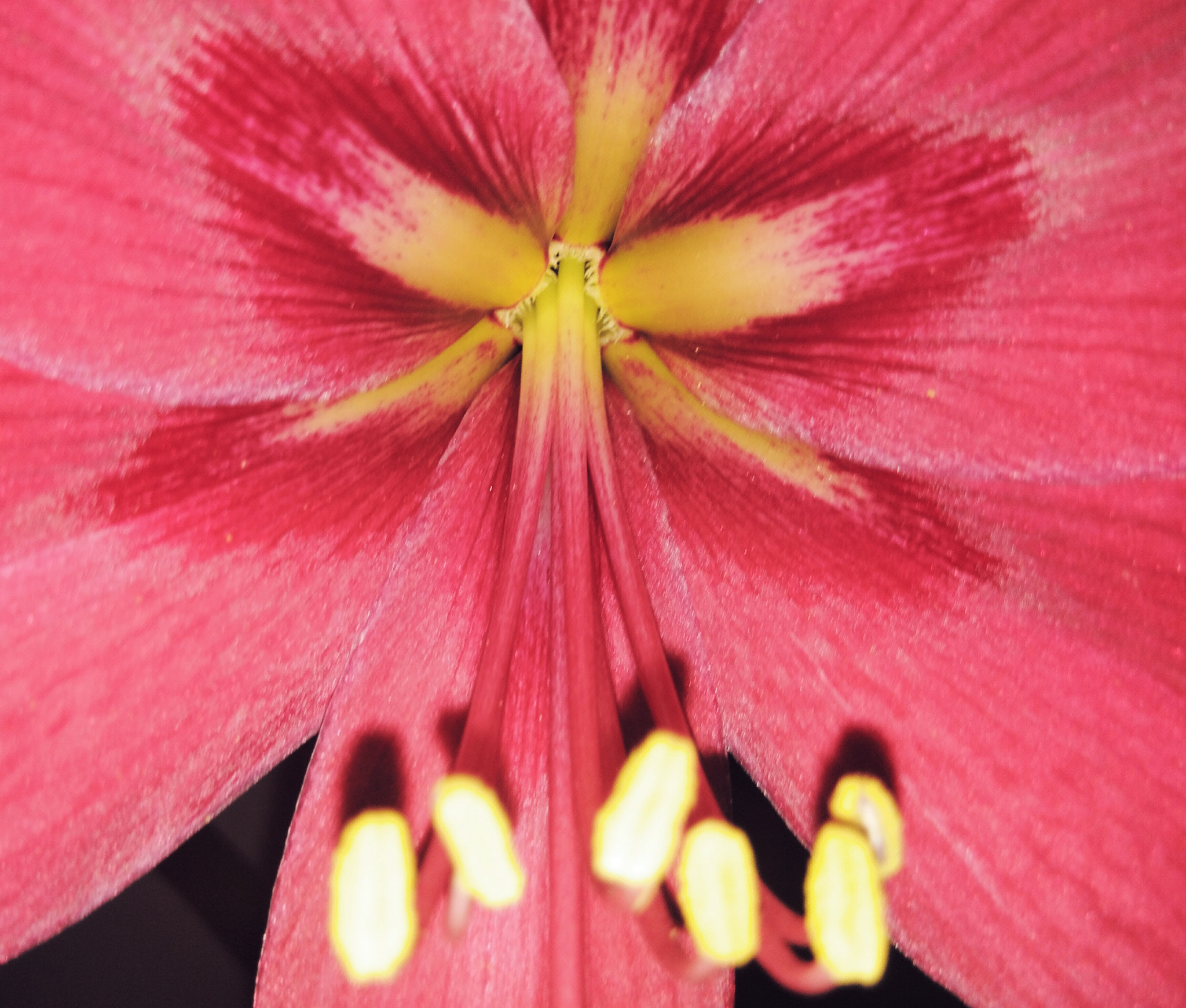 vivo Y55s sample photo. Flower photography