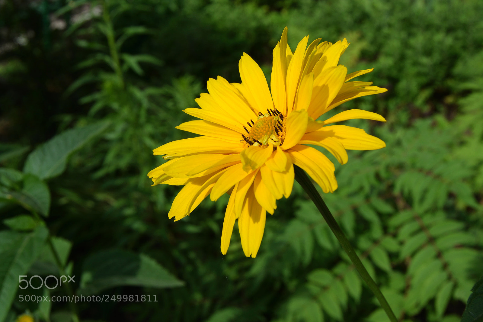 Nikon D3300 sample photo. Yellow daisy photography