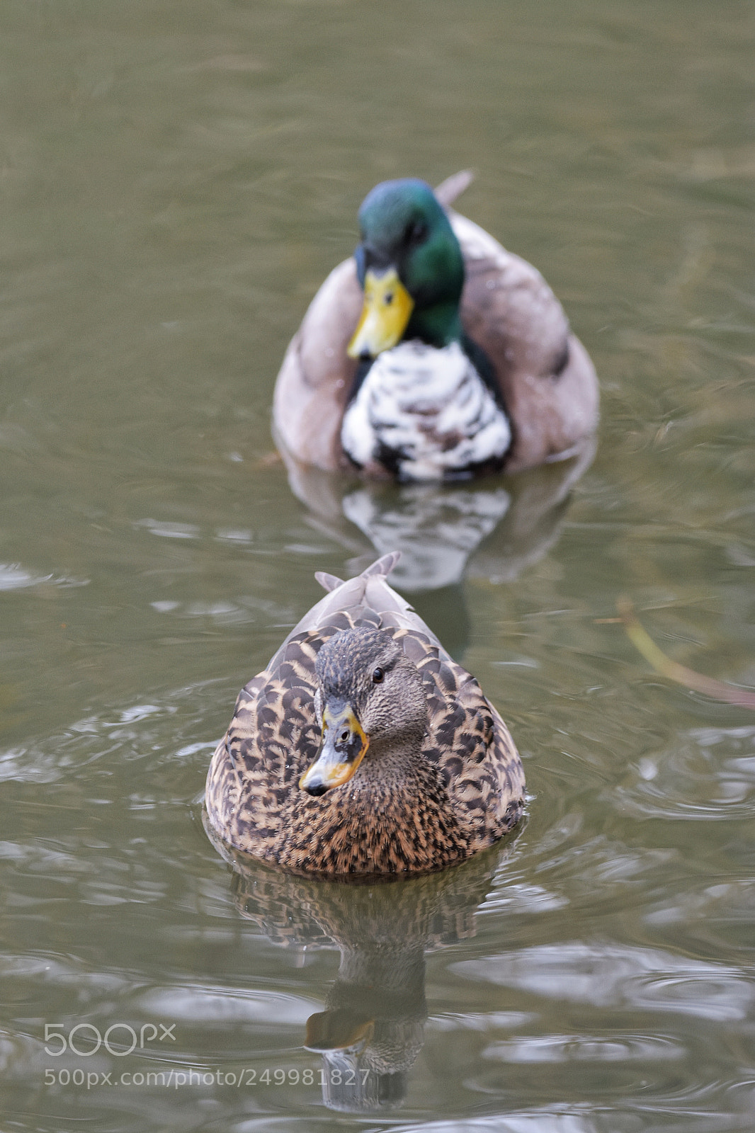 Nikon D7200 sample photo. 'follow me' photography