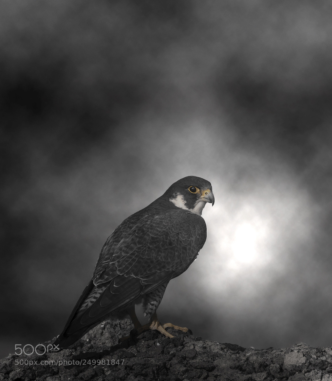 Nikon D500 sample photo. Peregrine falcon photography